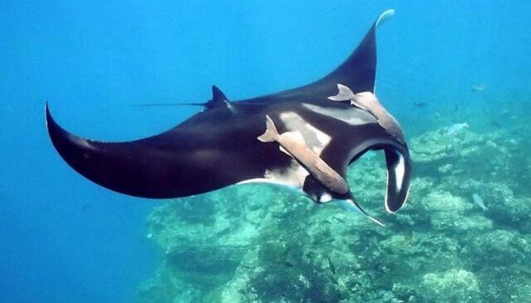 Korovou Eco Lodge Naviti Island エクステリア 写真